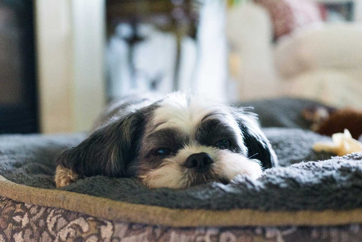 Dogs That Don't Shed 23 Best Hypoallergenic Dogs Nonshedding